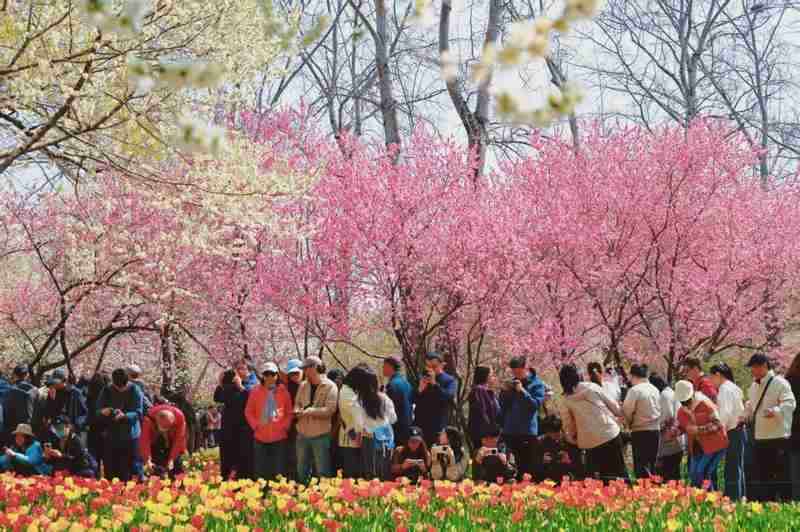  京城赏春避坑指南：高效玩转市属公园的操作路径 新闻