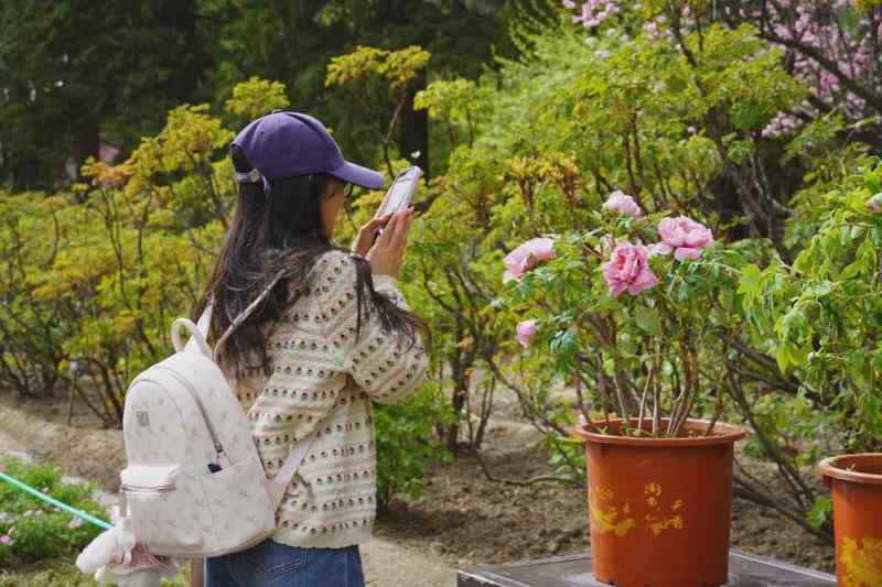  京城赏春避坑指南：高效玩转市属公园的操作路径 新闻