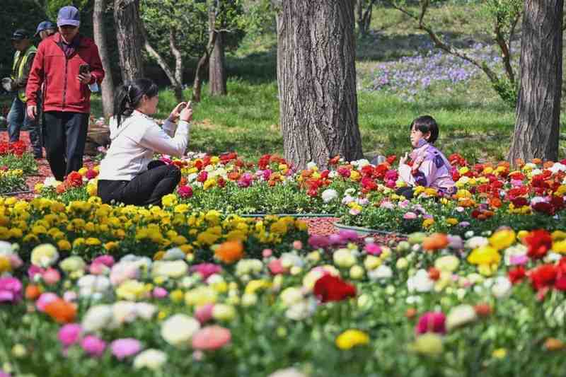  京城赏春避坑指南：高效玩转市属公园的操作路径 新闻