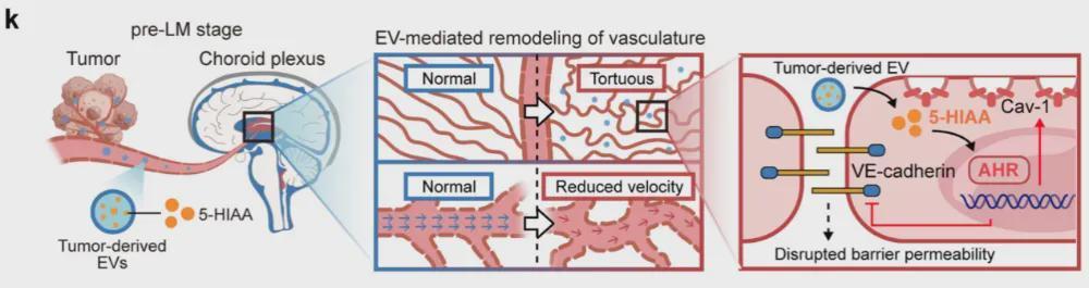  生命最后两个月：一种让无数癌症家庭绝望的转移 健康养生