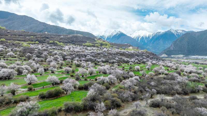  林芝桃花节23年数据解密：文旅融合如何将流量转化为消费增量 文化旅游